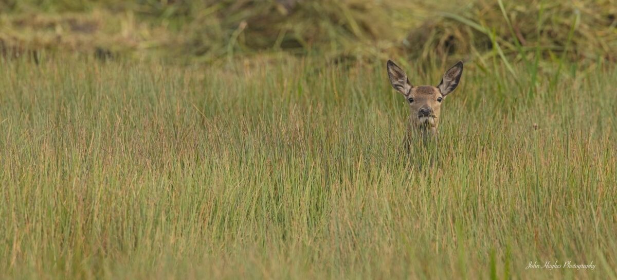 Young Red Deer